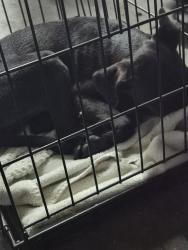 Found/Stray Male Dog last seen Old Thomasville Rd highpoint, High Point, NC 27260
