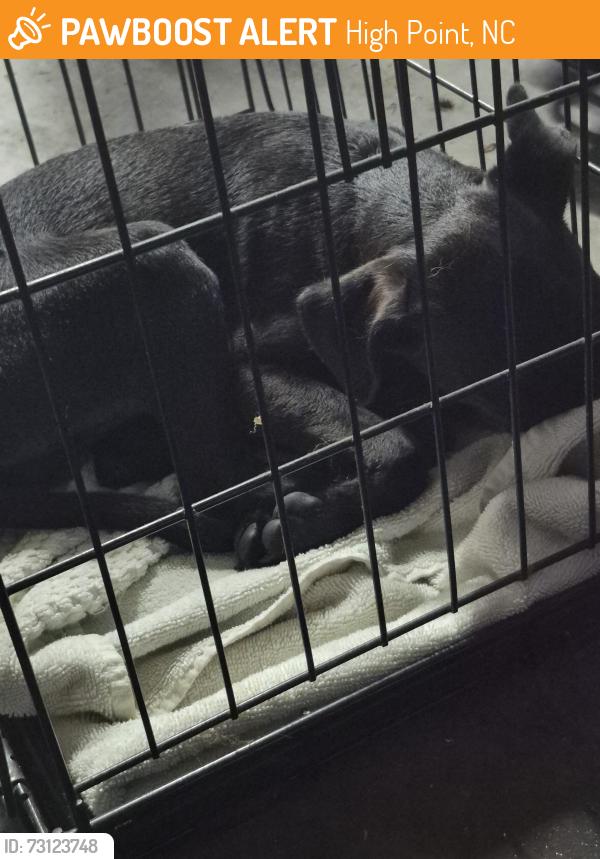 Found/Stray Male Dog last seen Old Thomasville Rd highpoint, High Point, NC 27260