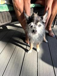 Found/Stray Male Dog last seen 243rd and Q, Elkhorn, NE 68022