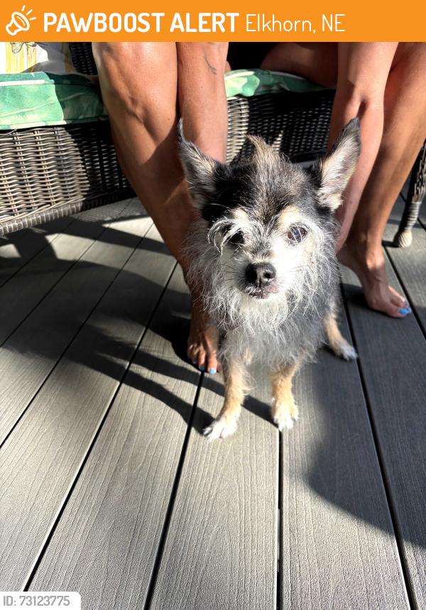 Found/Stray Male Dog last seen 243rd and Q, Elkhorn, NE 68022