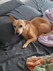 Lost Male Dog last seen Mantalcino and Arezzo, Round Rock, TX 78665