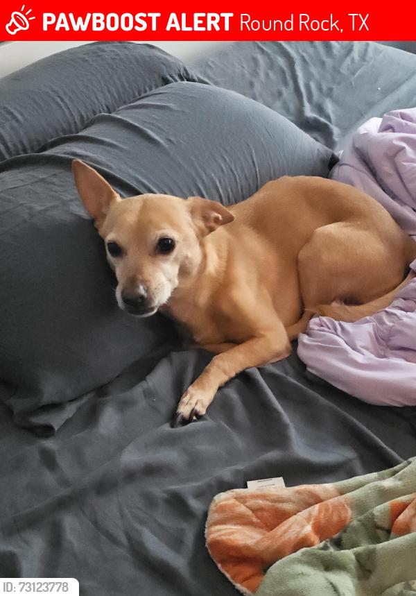 Lost Male Dog last seen Mantalcino and Arezzo, Round Rock, TX 78665