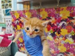 Shelter Stray Male Cat last seen Sylvania Backyard, Lucas County, OH, 827 Illinois Ave, Maumee, OH 43537, USA