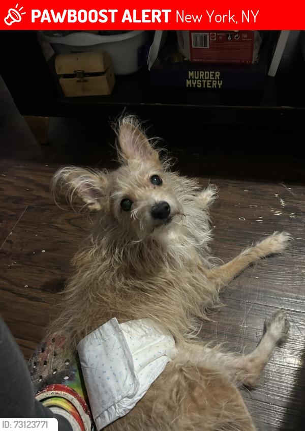 Lost Male Dog last seen Near and 135 St and Amsterdam Ave, New York, NY 10031