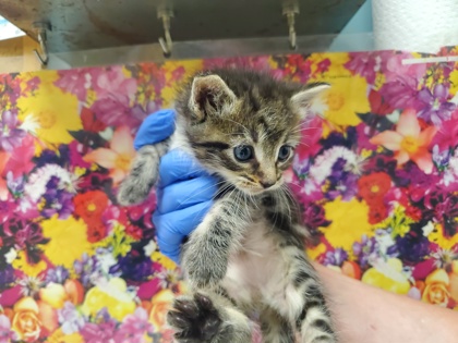 Shelter Stray Female Cat last seen Sylvania Backyard, Lucas County, OH, 827 Illinois Ave, Maumee, OH 43537, USA