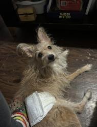 Lost Male Dog last seen Near and 135 St and Amsterdam Ave, New York, NY 10031