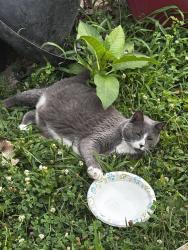 Reunited Female Cat last seen Johnston and fernwood, Roslyn, PA 19001