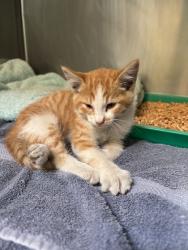 Shelter Stray Male Cat last seen Oscar Ave and Clara St, Oakland, CA, 1101 29th Ave, Oakland, CA 94601, USA