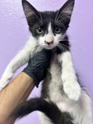 Shelter Stray Male Cat last seen Near Guadalupe Dr, CITY of El Paso, TX, 5001 Fred Wilson Ave, El Paso, TX 79906, USA