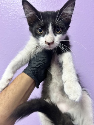 Shelter Stray Male Cat last seen Near Guadalupe Dr, CITY of El Paso, TX, 5001 Fred Wilson Ave, El Paso, TX 79906, USA