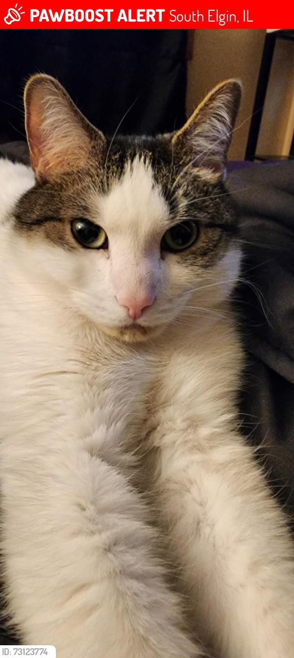 Lost Male Cat last seen Woodcliff and Rt 31, South Elgin, IL 60177