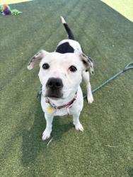 Shelter Stray Female Dog last seen W Belvoir, 5th District, OH, 9203 Detroit Ave, Cleveland, OH 44102, USA