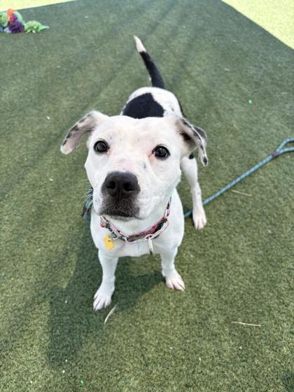 Shelter Stray Female Dog last seen W Belvoir, 5th District, OH, 9203 Detroit Ave, Cleveland, OH 44102, USA