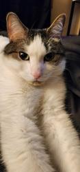 Lost Male Cat last seen Woodcliff and Rt 31, South Elgin, IL 60177