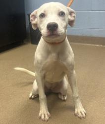 Shelter Stray Female Dog last seen Near Autumn Hurst Trl, 30088, GA, 3280 Chamblee Dunwoody Rd, Chamblee, GA 30341, USA