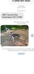 Found/Stray Unknown Dog last seen Summit avenue, Greensboro, NC 27405