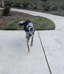 Reunited Male Dog last seen Geiger Rd, Georgia, USA, Jackson County, GA 30549