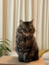 Reunited Male Cat last seen Irving & 3rd Avenue, San Francisco, CA 94122