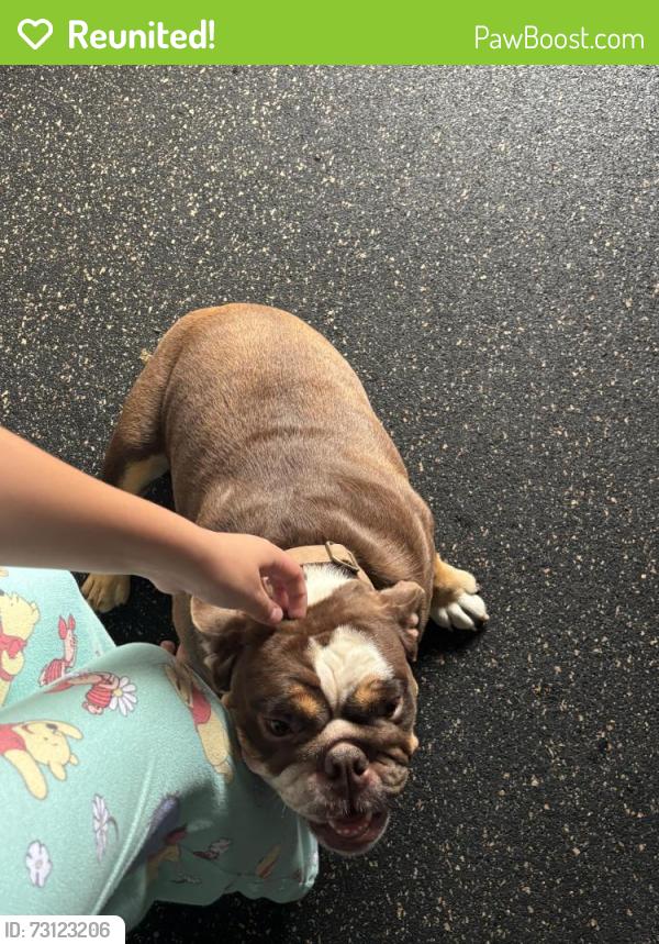 Reunited Female Dog last seen Calamoso and preston, Port St. Lucie, FL 34983