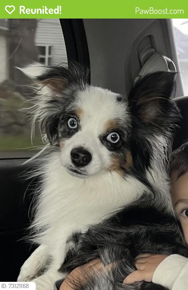 Reunited Male Dog last seen 112th st & PAC ave, pacific Lutheran university, Tacoma, WA 98444