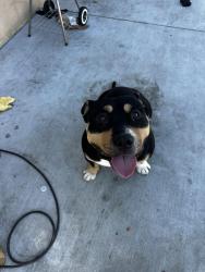 Found/Stray Male Dog last seen Staples, San Jose, CA 95127