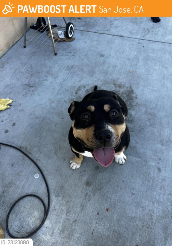 Found/Stray Male Dog last seen Staples, San Jose, CA 95127