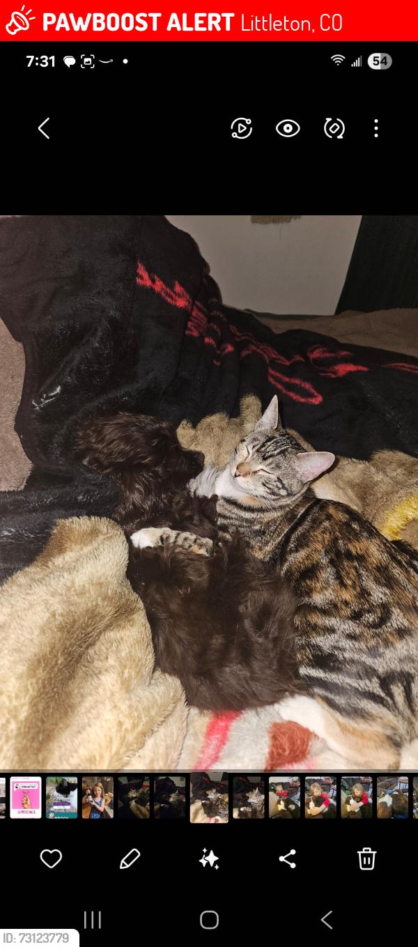 Lost Female Cat last seen Pierce and Bowels, Littleton, CO 80123