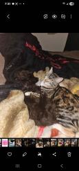 Lost Female Cat last seen Pierce and Bowels, Littleton, CO 80123