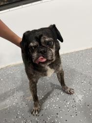 Reunited Male Dog last seen Cincinnati Drive, Holiday, Holiday, FL 34691