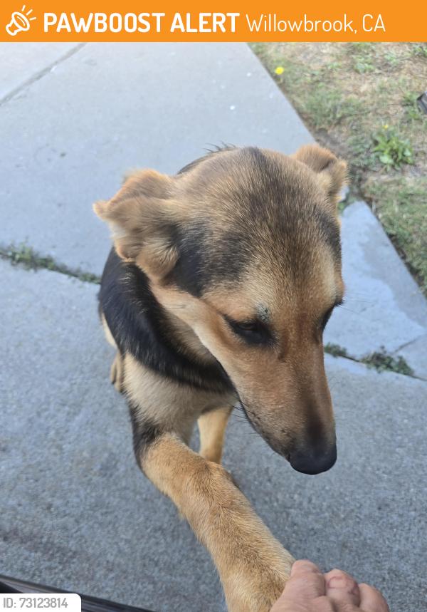 Found/Stray Female Dog last seen 120th and Cental, Willowbrook, CA 90222