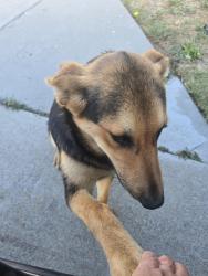Found/Stray Female Dog last seen 120th and Cental, Willowbrook, CA 90222