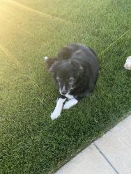 Found/Stray Unknown Dog last seen 50th ave and Irish st, Brighton, CO 80601