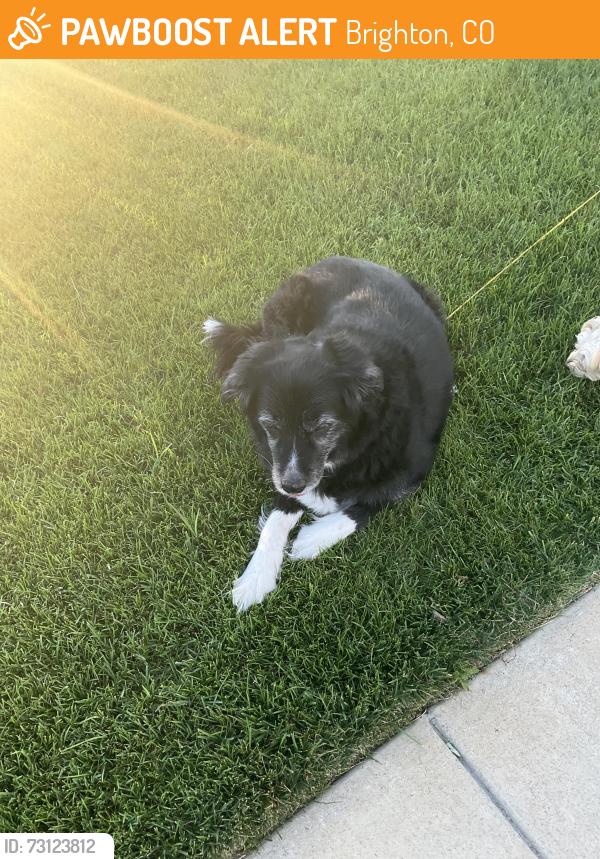 Found/Stray Unknown Dog last seen 50th ave and Irish st, Brighton, CO 80601