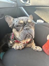 Reunited Male Dog last seen Atlantic boulevard, East Los Angeles, CA 90022