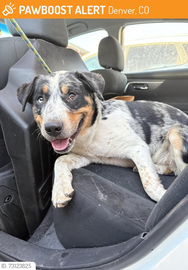 Found/Stray Male Dog last seen Alameda and federal, Denver, CO 80219