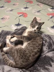Lost Male Cat last seen NE 31st & NE Ainsworth St, Portland, OR 97211