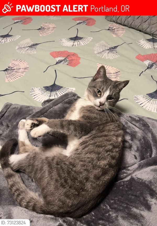 Lost Male Cat last seen NE 31st & NE Ainsworth St, Portland, OR 97211