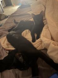 Reunited Male Cat last seen 22nd st, Tulsa, OK 74129