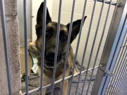 Shelter Stray Male Dog last seen Avenida Encinas, Carlsbad, CA, 92008, Oceanside, CA 92058, USA