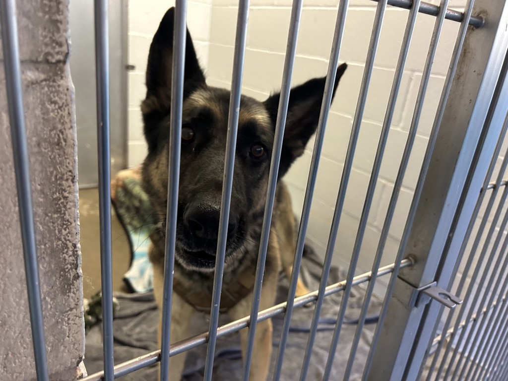 Shelter Stray Male Dog last seen Avenida Encinas, Carlsbad, CA, 92008, Oceanside, CA 92058, USA