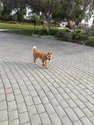 Found/Stray Unknown Dog last seen Old Town historic hses, San Diego, CA 92110
