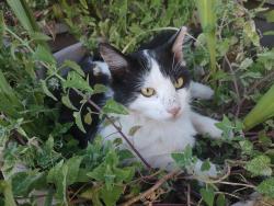 Found/Stray Male Cat last seen 61st St. and 34th Ave, near Bel Aire market, Sacramento, CA 95824