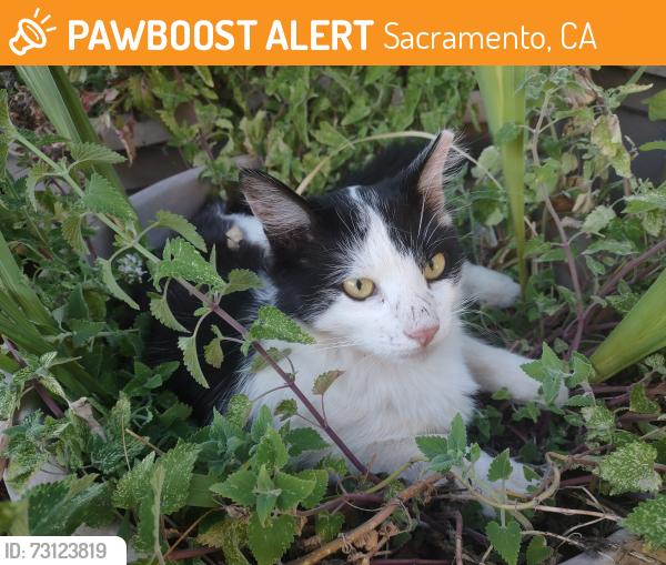 Found/Stray Male Cat last seen 61st St. and 34th Ave, near Bel Aire market, Sacramento, CA 95824
