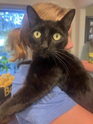 Found/Stray Male Cat last seen La mesa, La Mesa, CA 91942