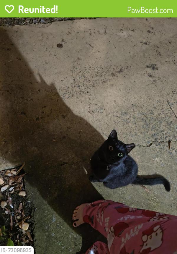 Reunited Unknown Cat last seen Wingate, NC 28174, USA, Wingate, NC 28174