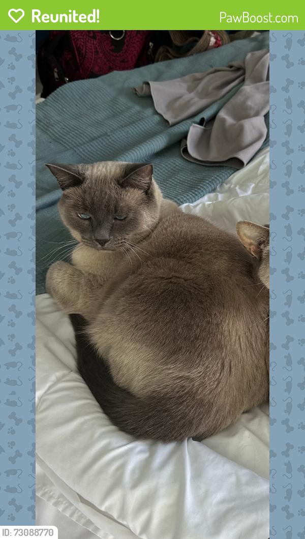 Reunited Male Cat last seen Aston Hall / Sutton Lakes, Jacksonville, FL 32246