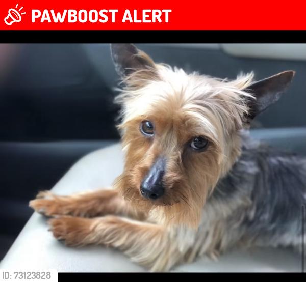 Lost Male Dog last seen The Villager gas station, Anderson County, SC 29626