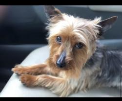 Lost Male Dog last seen The Villager gas station, Anderson County, SC 29626