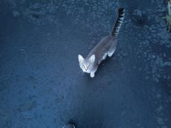 Found/Stray Female Cat last seen Sandover Rd and Burbank Drive, Upper Arlington, OH 43220
