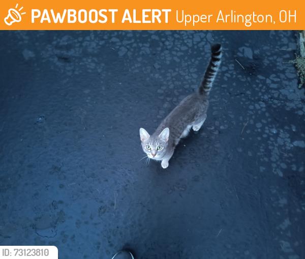 Found/Stray Female Cat last seen Sandover Rd and Burbank Drive, Upper Arlington, OH 43220